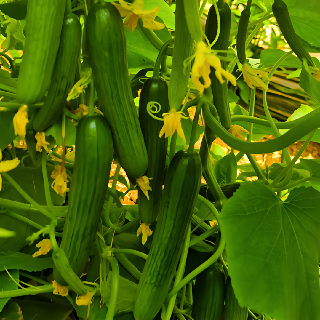 بذور هجينة خيار إل إكس 1000 بذرة - Cucumber LX F1 Seeds 1000 Seeds
