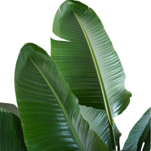 نبات أوراق الموز - Strelitzia Nicolai Plant