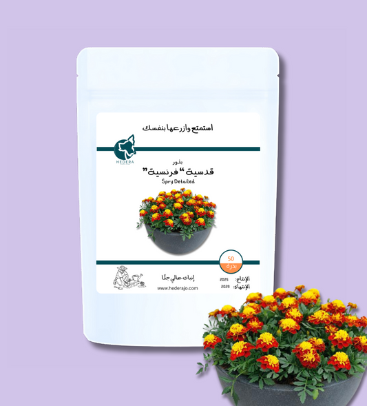 بذور قدسيّة فرنسية ( قطيفة ) عالية الجودة - High Quality Tagetes Patula Spry Seeds