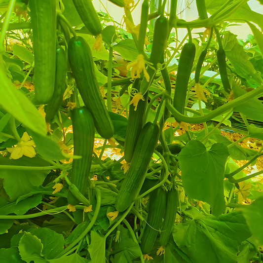 بذور هجينة خيار إل إكس 1000 بذرة - Cucumber LX F1 Seeds 1000 Seeds