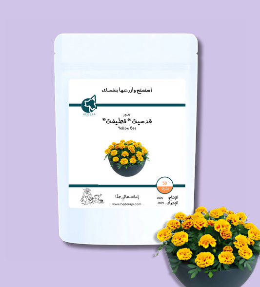 بذور قدسيّة فرنسية صفراء ( قطيفة ) عالية الجودة - High Quality Tagetes Patula Spry Seeds