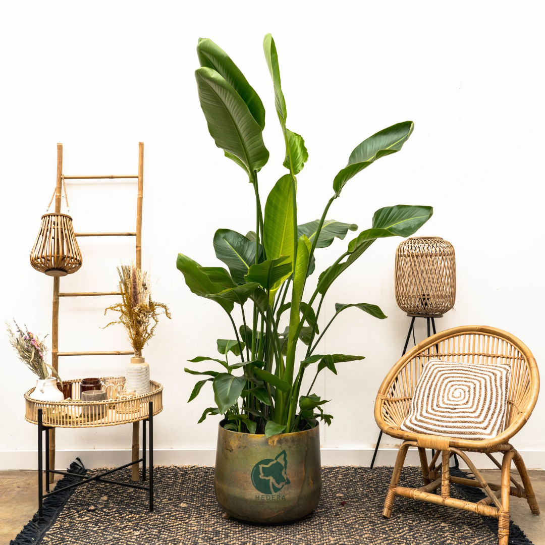 نبات أوراق الموز - Strelitzia Nicolai Plant