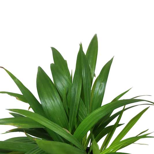 أريكا - Areca Palm