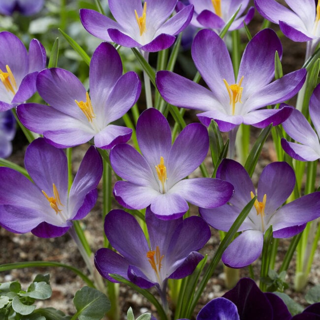 أبصال زعفران حجم كبير عدد 10 - Saffron 10 Bulbs Jambo Size
