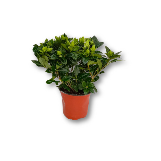 نبات الجاردينيا - Indoor Gardenia Plant
