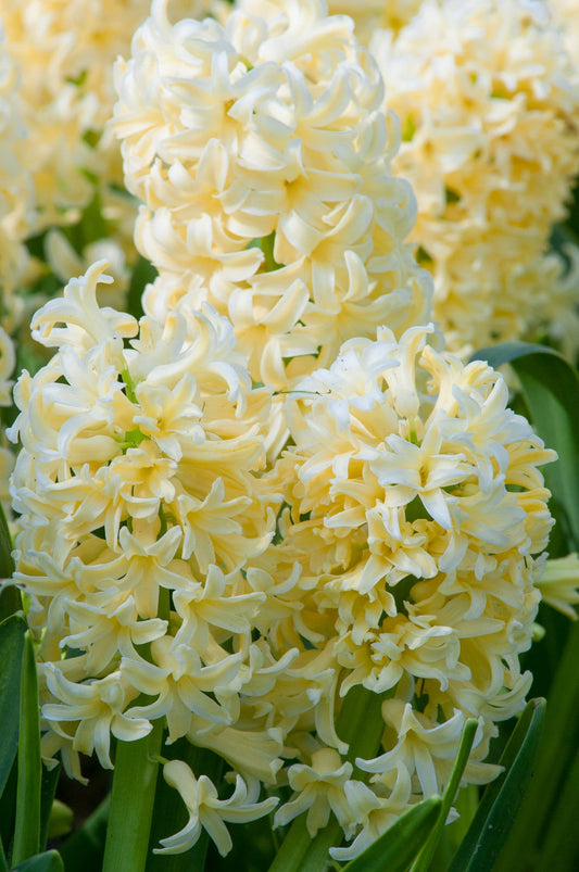 هياسنت مدينة هارلم - Hyacinth 'City of Haarlem'