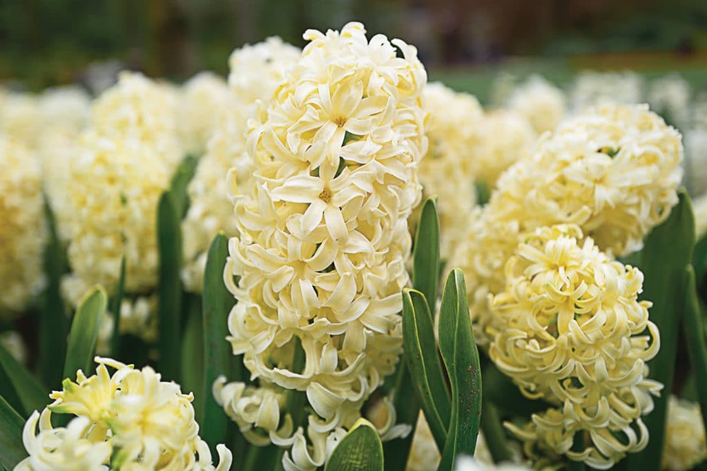 هياسنت مدينة هارلم - Hyacinth 'City of Haarlem'