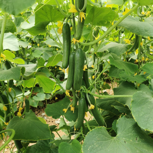 بذور هجينة خيار سامسونغ 1000 بذرة - Cucumber Samsung F1 Seeds 1000 Seeds