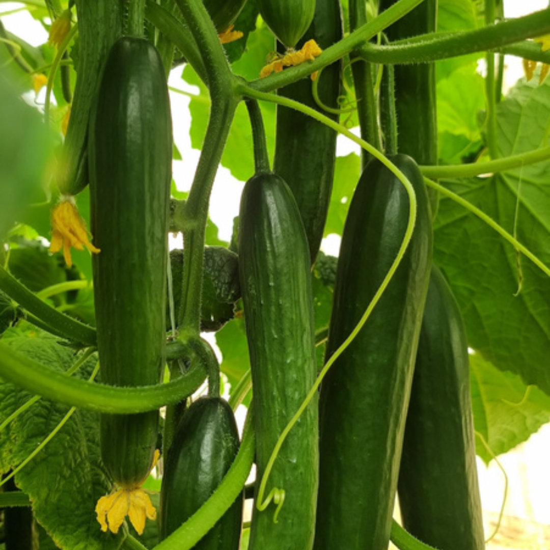 بذور هجينة خيار إيــليـن 1000 بذرة - Cucumber Ellen F1 Seeds 1000 Seeds