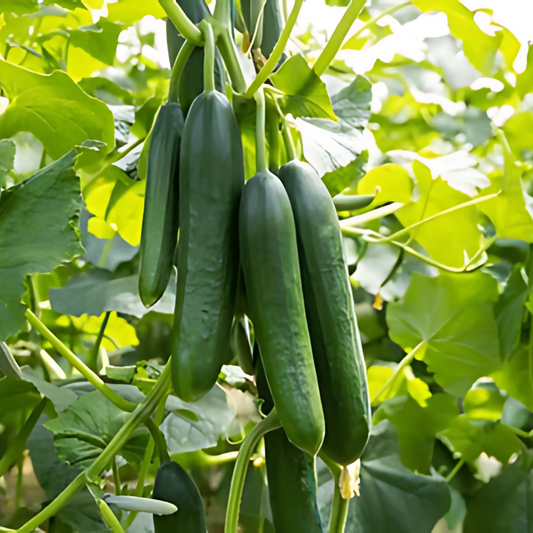 بذور هجينة خيار إيــليـن 1000 بذرة - Cucumber Ellen F1 Seeds 1000 Seeds