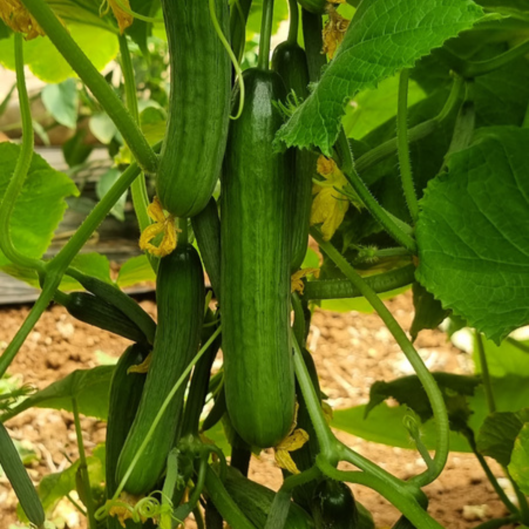 بذور هجينة خيار ماستـر 1000 بذرة - Cucumber Master F1 Seeds 1000 Seeds