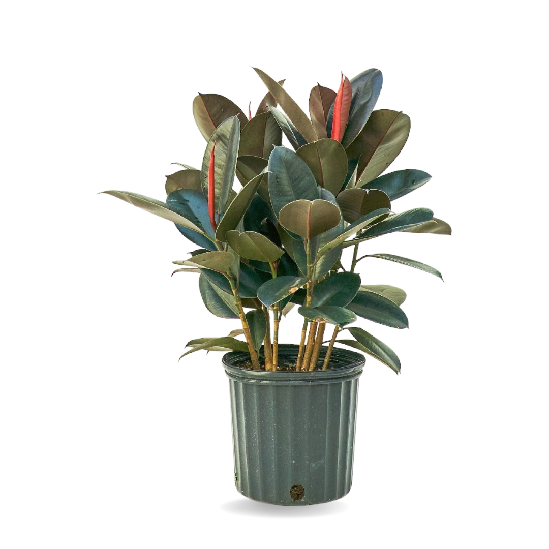 فيكس إيلاستيكا - المطاط - الكوشوك - Ficus Elastica Plant