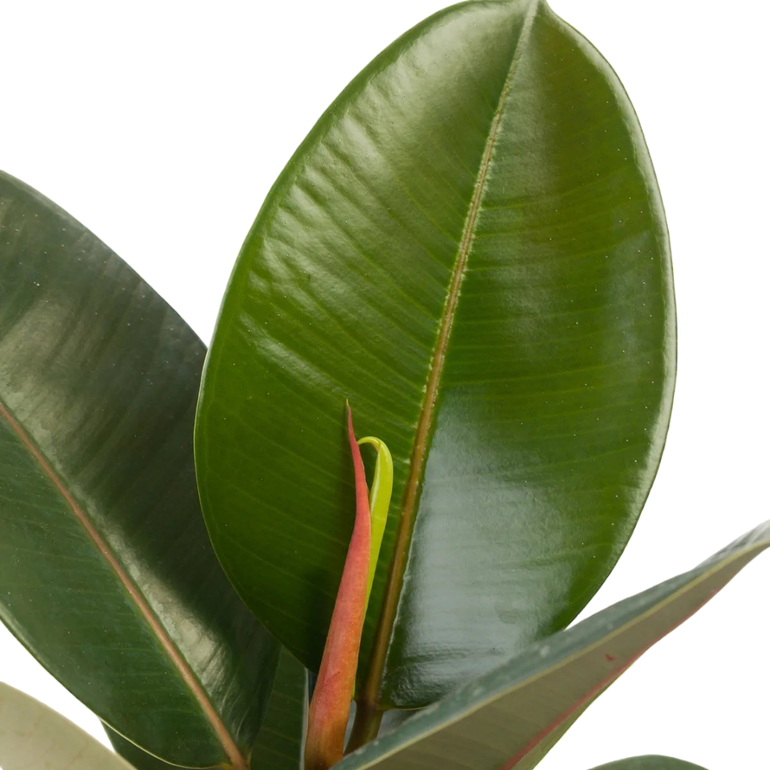 فيكس إيلاستيكا - المطاط - الكوشوك - Ficus Elastica Plant