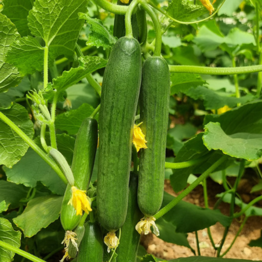 بذور هجينة خيار ماستـر 1000 بذرة - Cucumber Master F1 Seeds 1000 Seeds