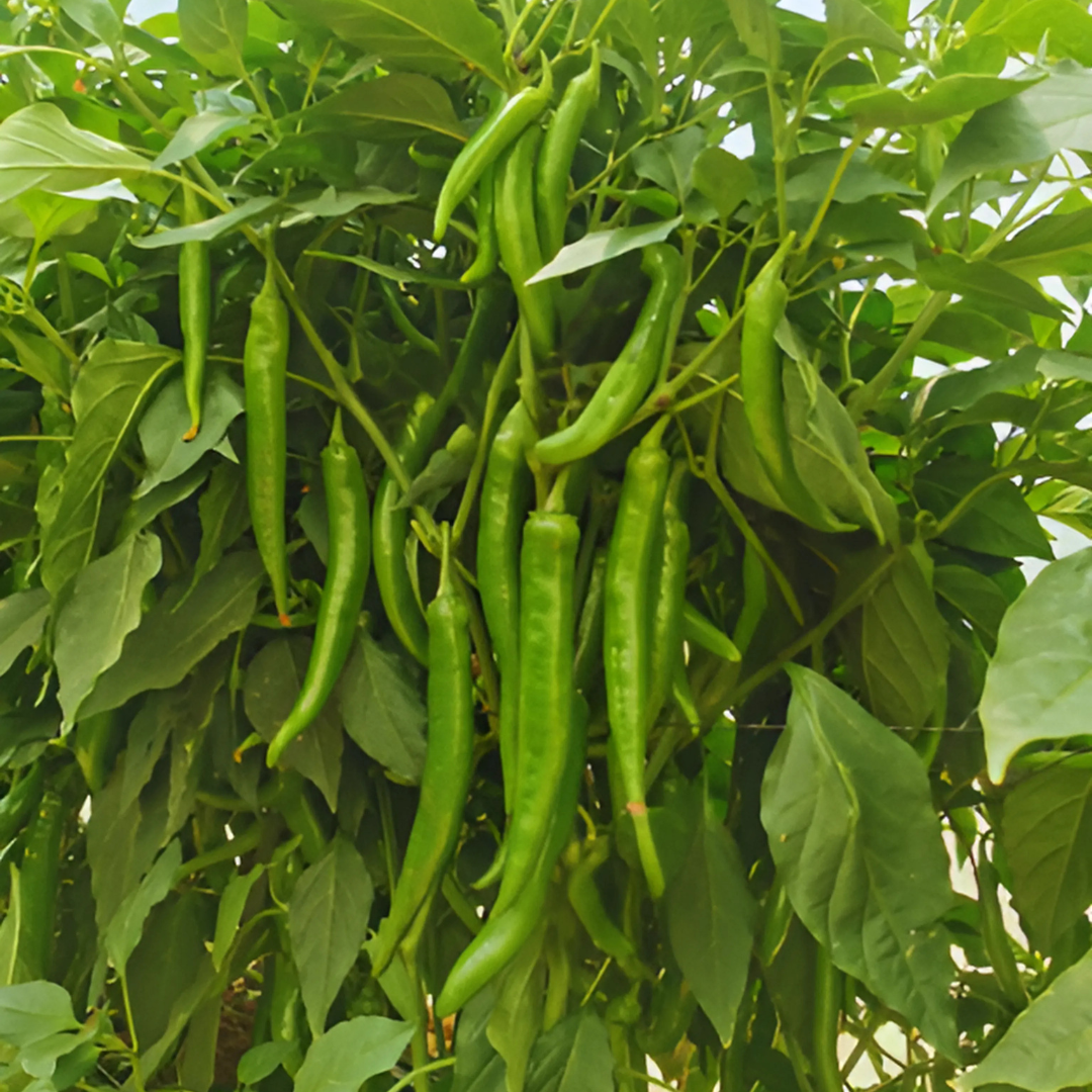 بذور هجينة فلفل حار سكوربيون 1000 بذرة - Hot Pepper Scorpion F1 Seeds 1000 Seeds