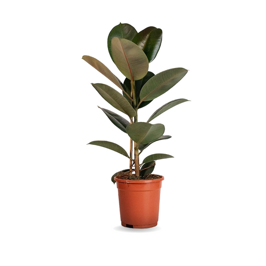 فيكس إيلاستيكا - المطاط - الكوشوك - Ficus Elastica Plant