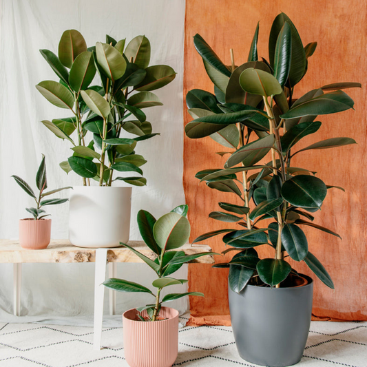 فيكس إيلاستيكا - المطاط - الكوشوك - Ficus Elastica Plant