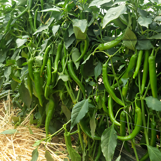 بذور هجينة فلفل حار سكوربيون 1000 بذرة - Hot Pepper Scorpion F1 Seeds 1000 Seeds