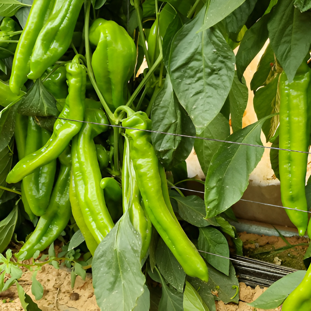 بذور هجينة فلفل حلو إيجل1000 بذرة - Sweet Pepper Eagle F1 Seeds 1000 Seeds