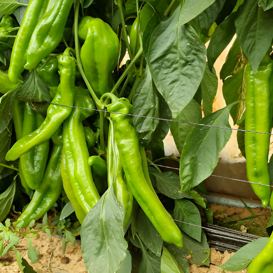 بذور هجينة فلفل حلو إيجل1000 بذرة - Sweet Pepper Eagle F1 Seeds 1000 Seeds