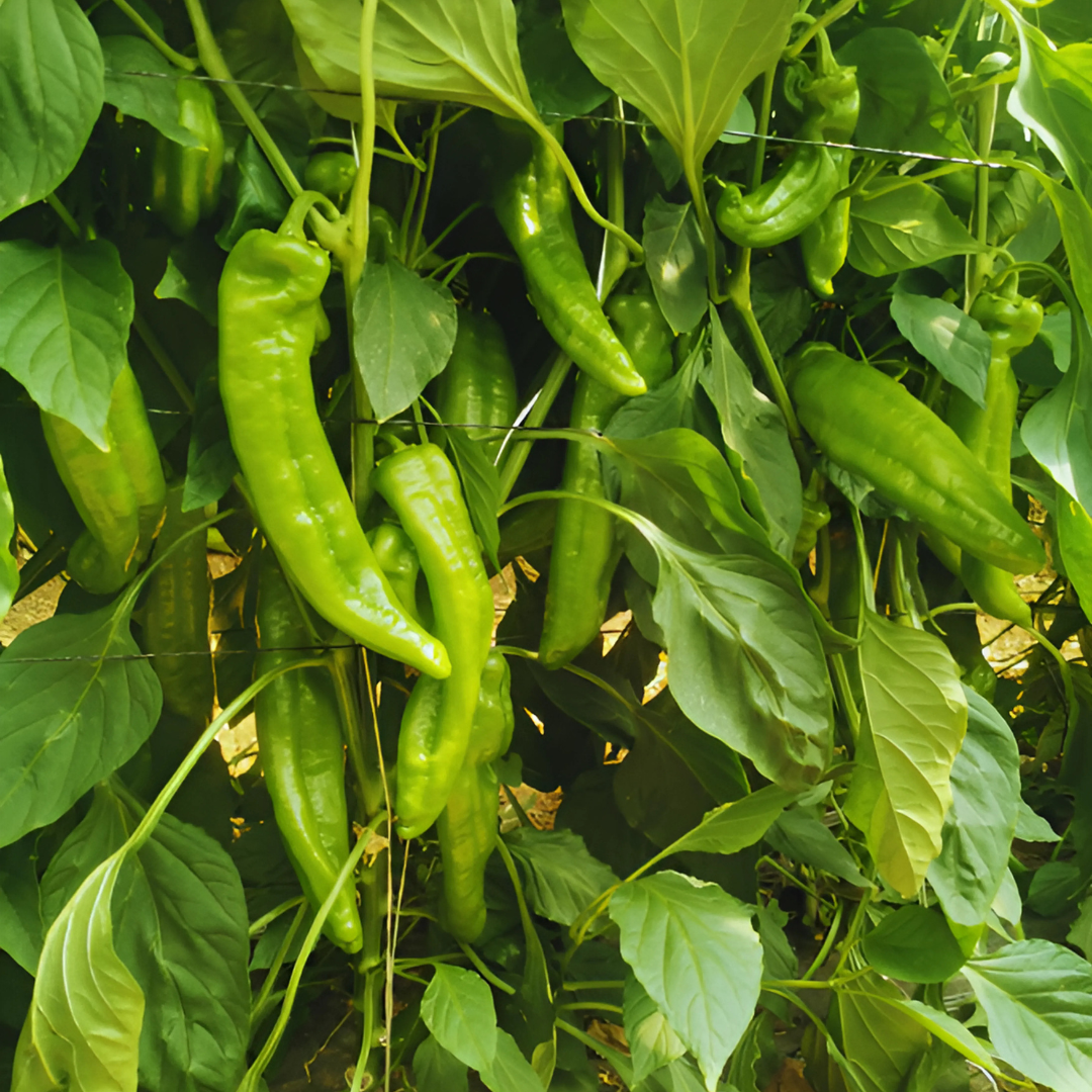 بذور هجينة فلفل حلو إيجل1000 بذرة - Sweet Pepper Eagle F1 Seeds 1000 Seeds