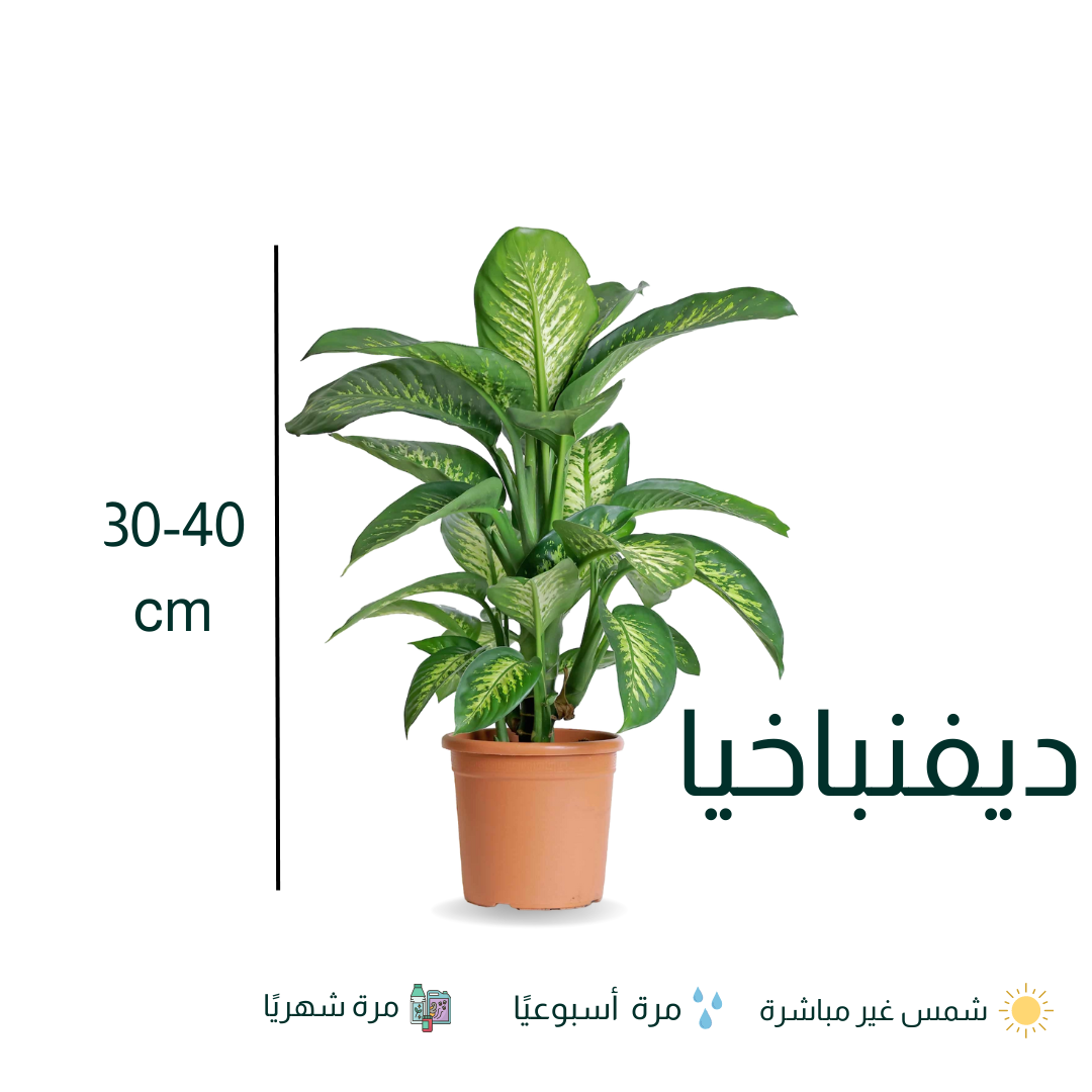 نبات ديفنباخيا - Dieffenbachia
