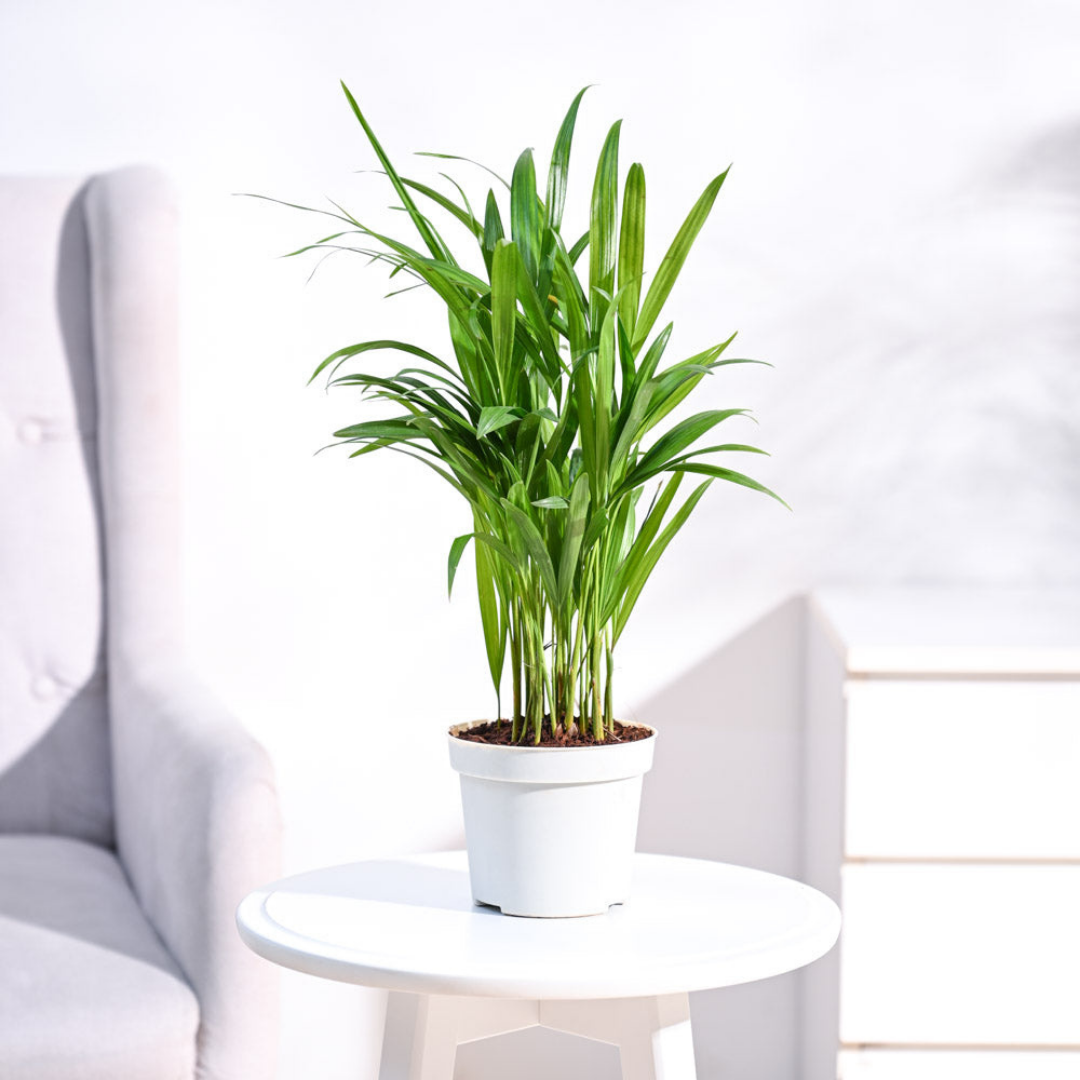 أريكا - Areca Palm