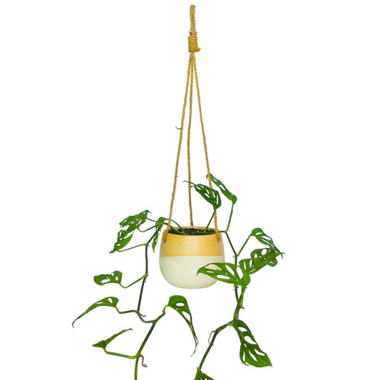 نبات مونستيرا قناع القرد حوض معلق صناعة يدوية - Monstera Adansonii Plant