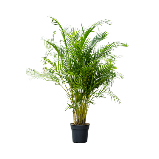 نخيل أريكا 160 سم - Areca Palm 160 cm