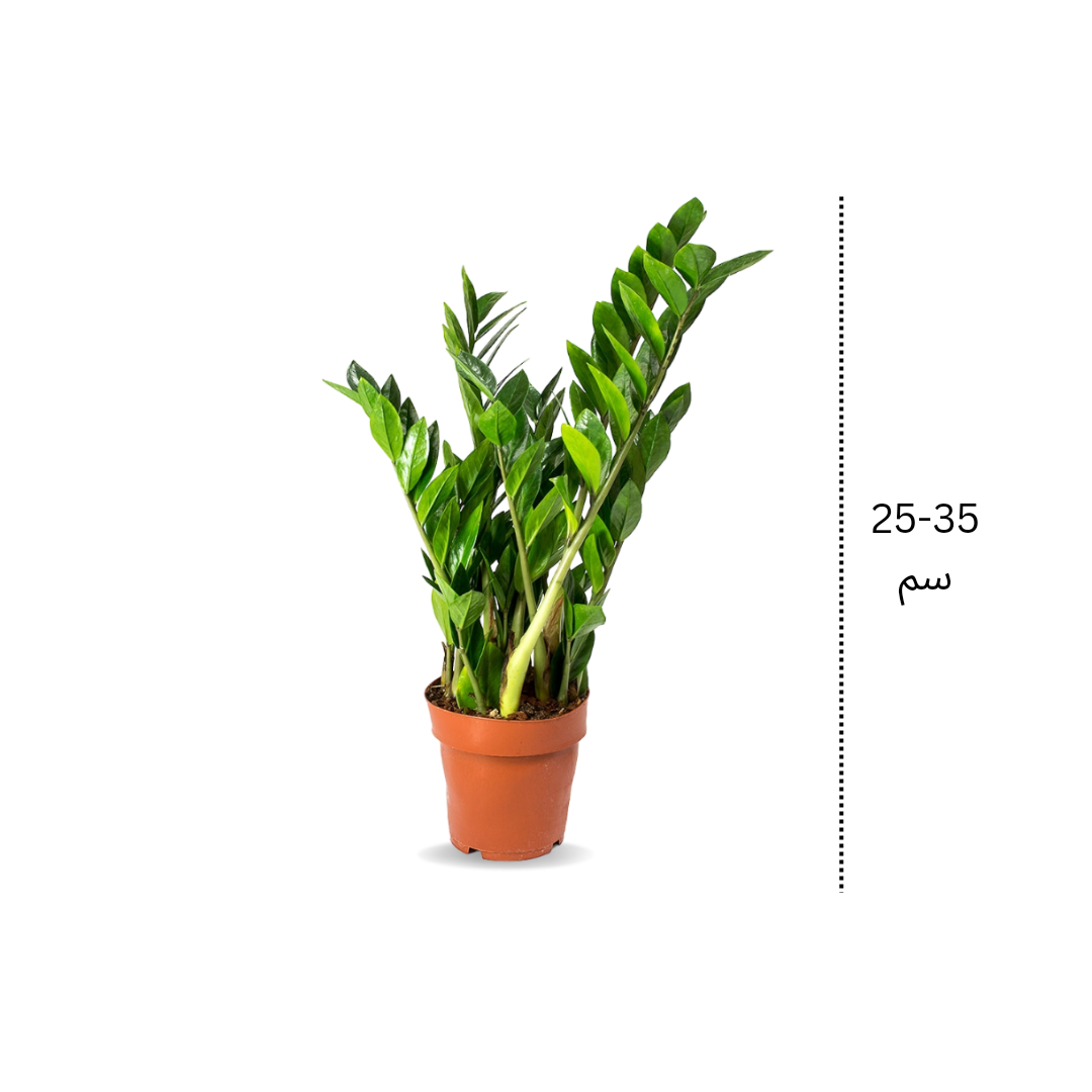 زاميا صغير - Zamia Zz Plant Small