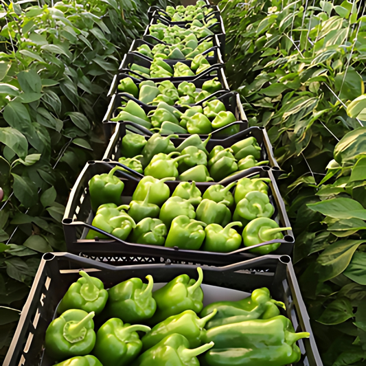 بذور هجينة فلفل حلو كاساندرا 1000 بذرة - Sweet Pepper Kassandra F1 Seeds 1000 Seeds