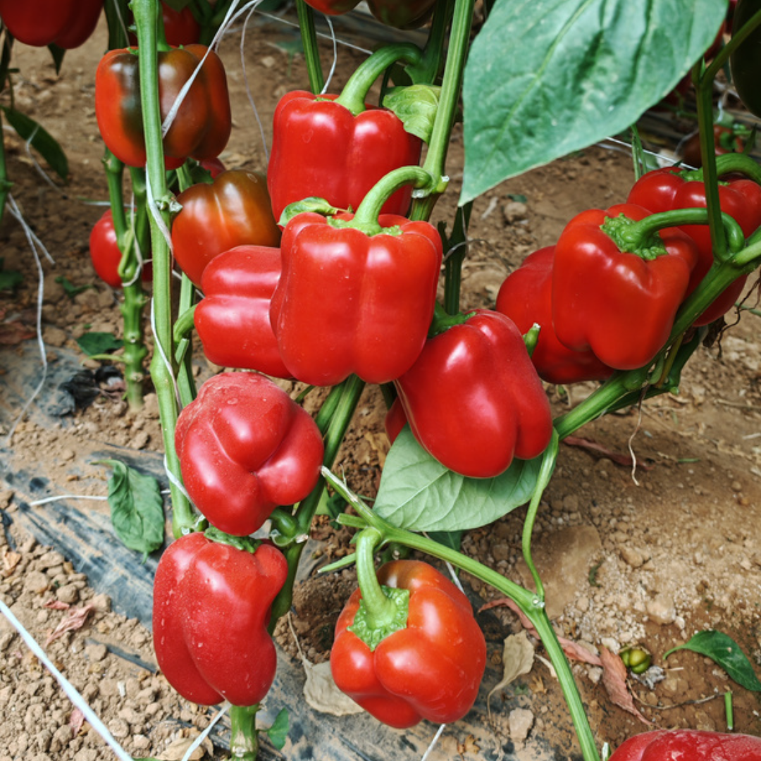 بذور هجينة فلفل حلو رويـــال 1000 بذرة - Sweet Pepper Royal F1 Seeds 1000 Seeds
