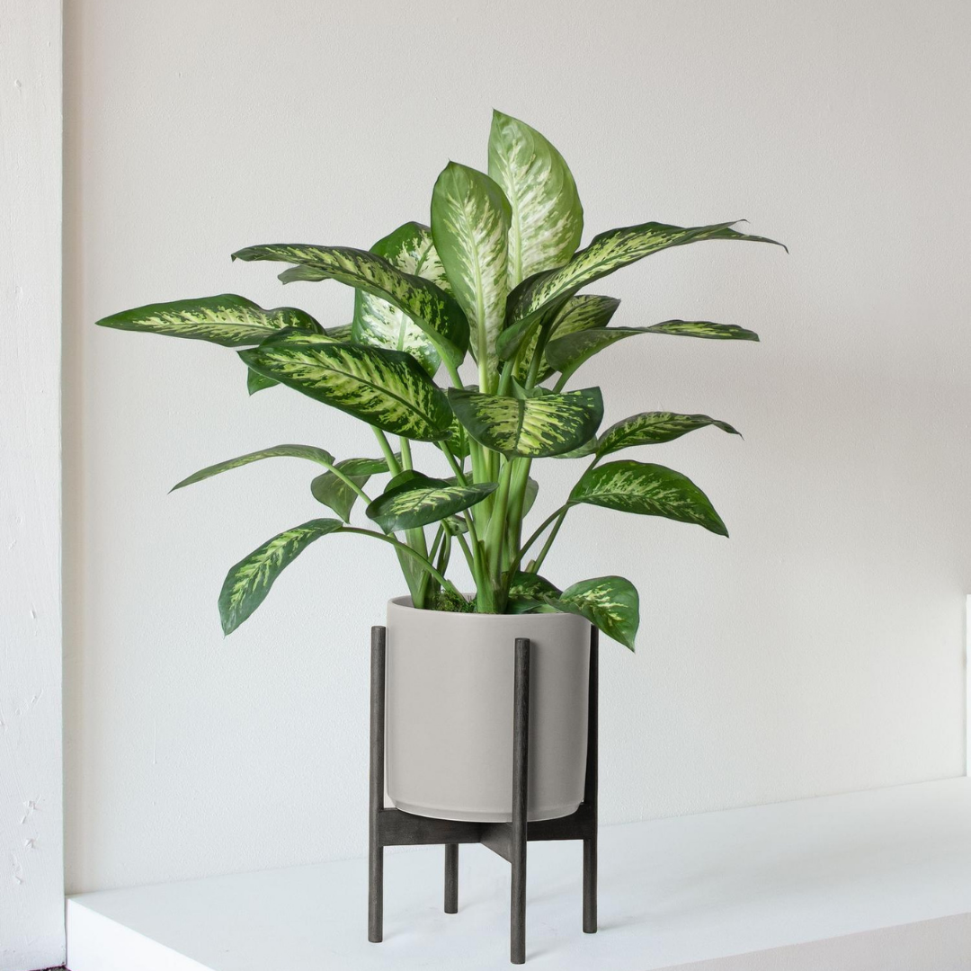نبات ديفنباخيا - Dieffenbachia