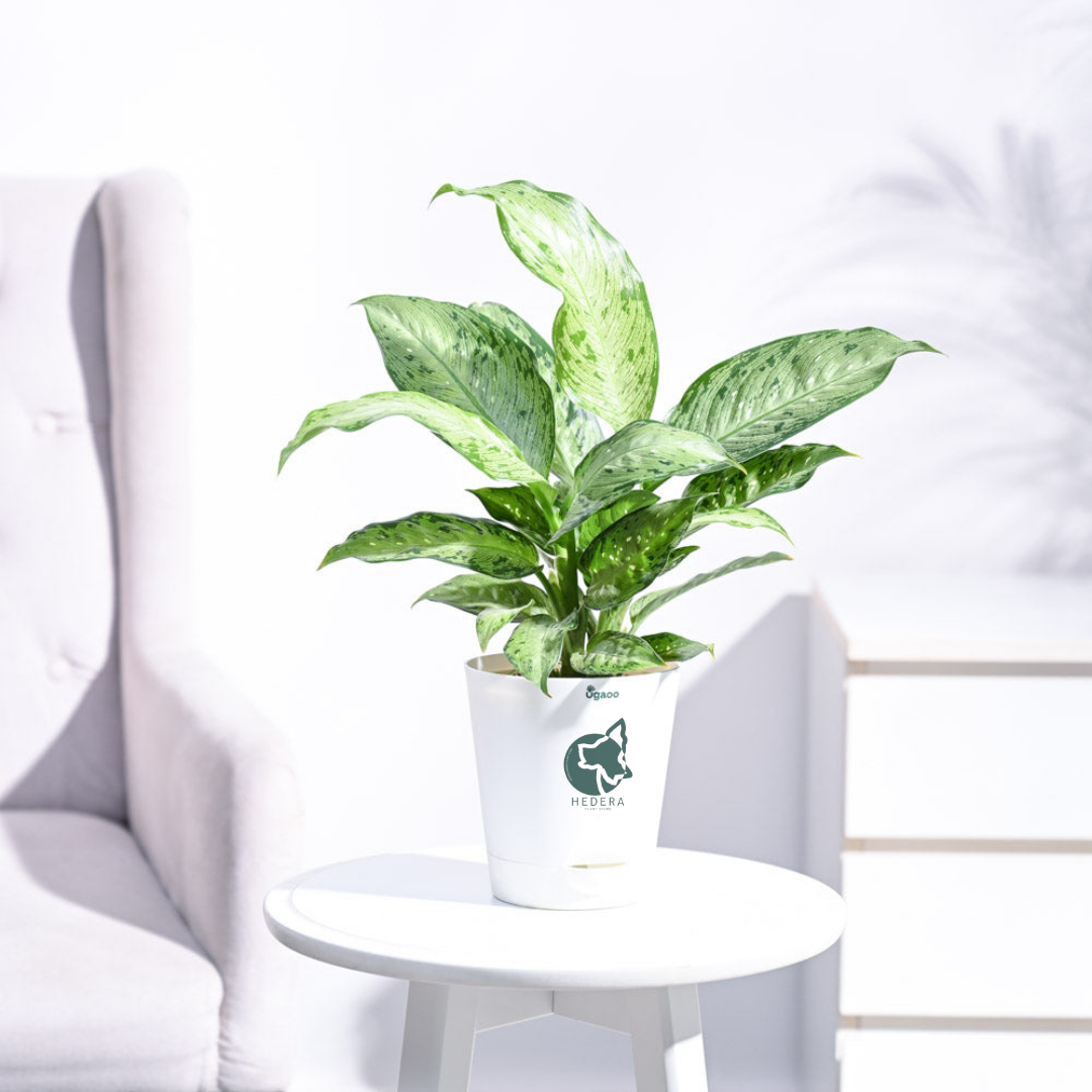 نبات ديفنباخيا - Dieffenbachia