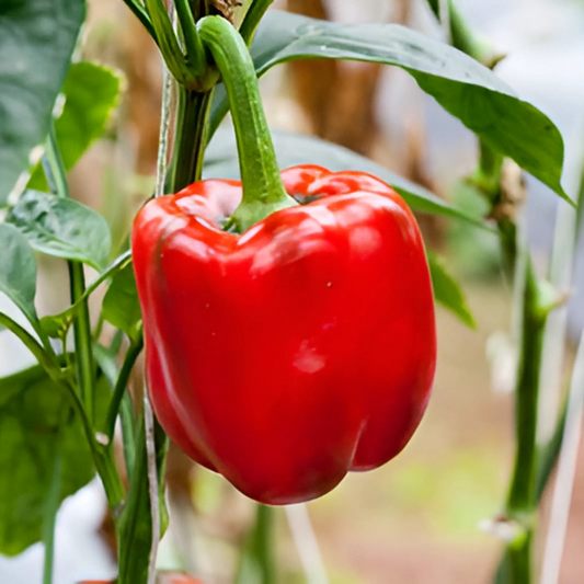 بذور هجينة فلفل حلو رويـــال 1000 بذرة - Sweet Pepper Royal F1 Seeds 1000 Seeds