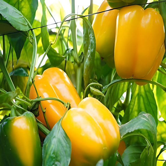 بذور هجينة فلفل حلو صن جولد 1000 بذرة - Sweet Pepper Sun GoldF1 Seeds 1000 Seeds