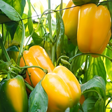 بذور هجينة فلفل حلو صن جولد 1000 بذرة - Sweet Pepper Sun GoldF1 Seeds 1000 Seeds