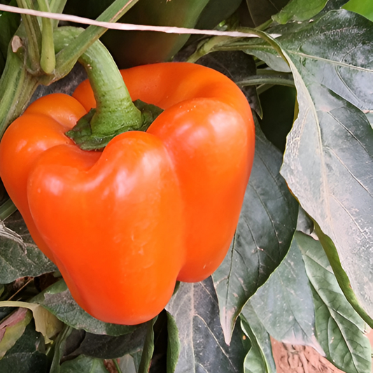 بذور هجينة فلفل حلو ميراندا 1000 بذرة - Sweet Pepper Miranda F1 Seeds 1000 Seeds