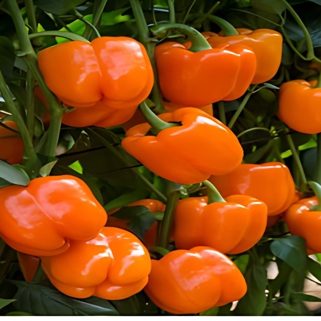 بذور هجينة فلفل حلو ميراندا 1000 بذرة - Sweet Pepper Miranda F1 Seeds 1000 Seeds
