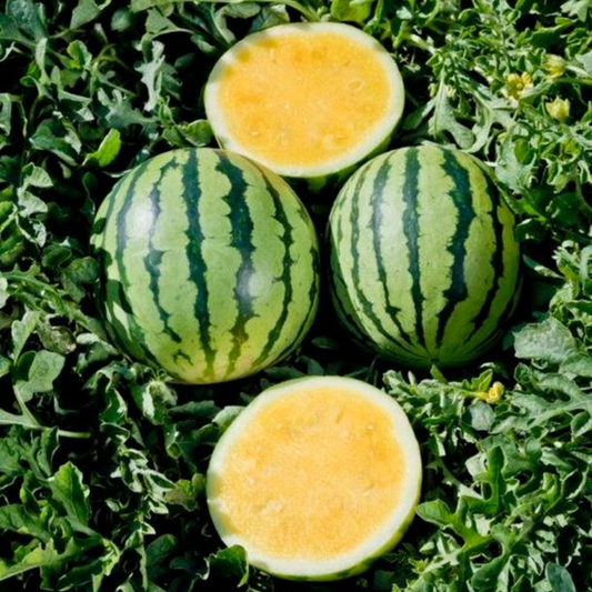 بذور هجينة بطيخ أصفر وندرفل 1000 بذرة - Yellow Flesh Watermelon Wonderful F1 Seeds 1000 Seeds