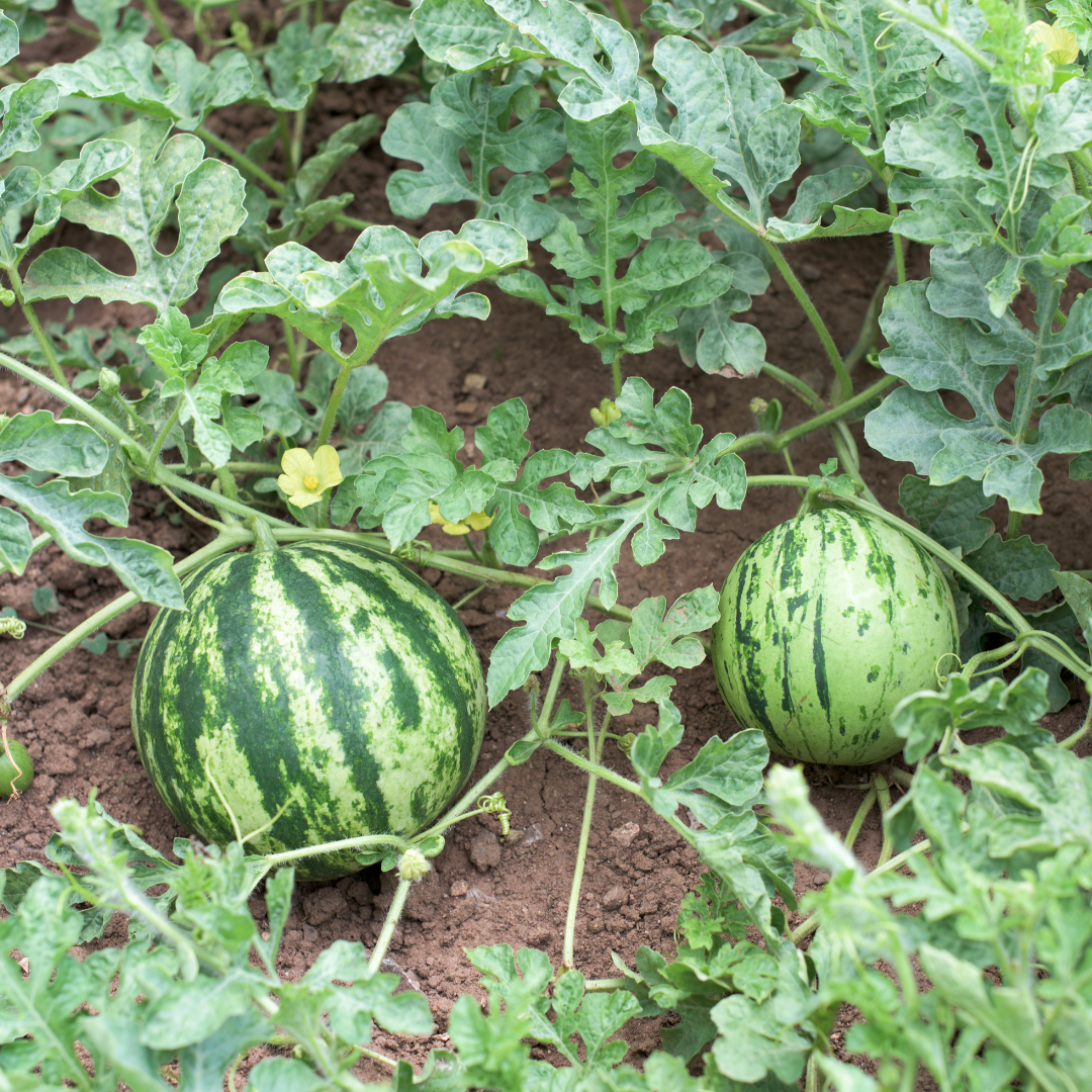 بذور هجينة بطيخ أصفر وندرفل 1000 بذرة - Yellow Flesh Watermelon Wonderful F1 Seeds 1000 Seeds