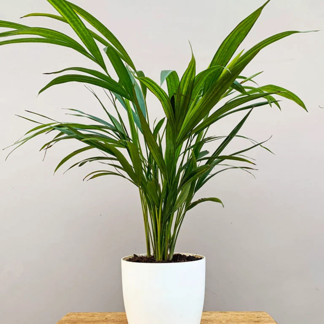 أريكا - Areca Palm