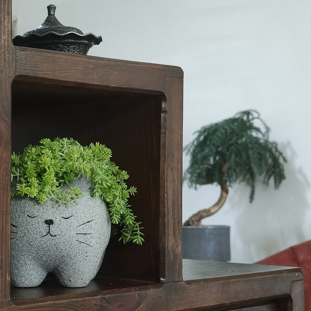 حوض كيتي كات الإسمنتي - Kitty Cat Cement Pot