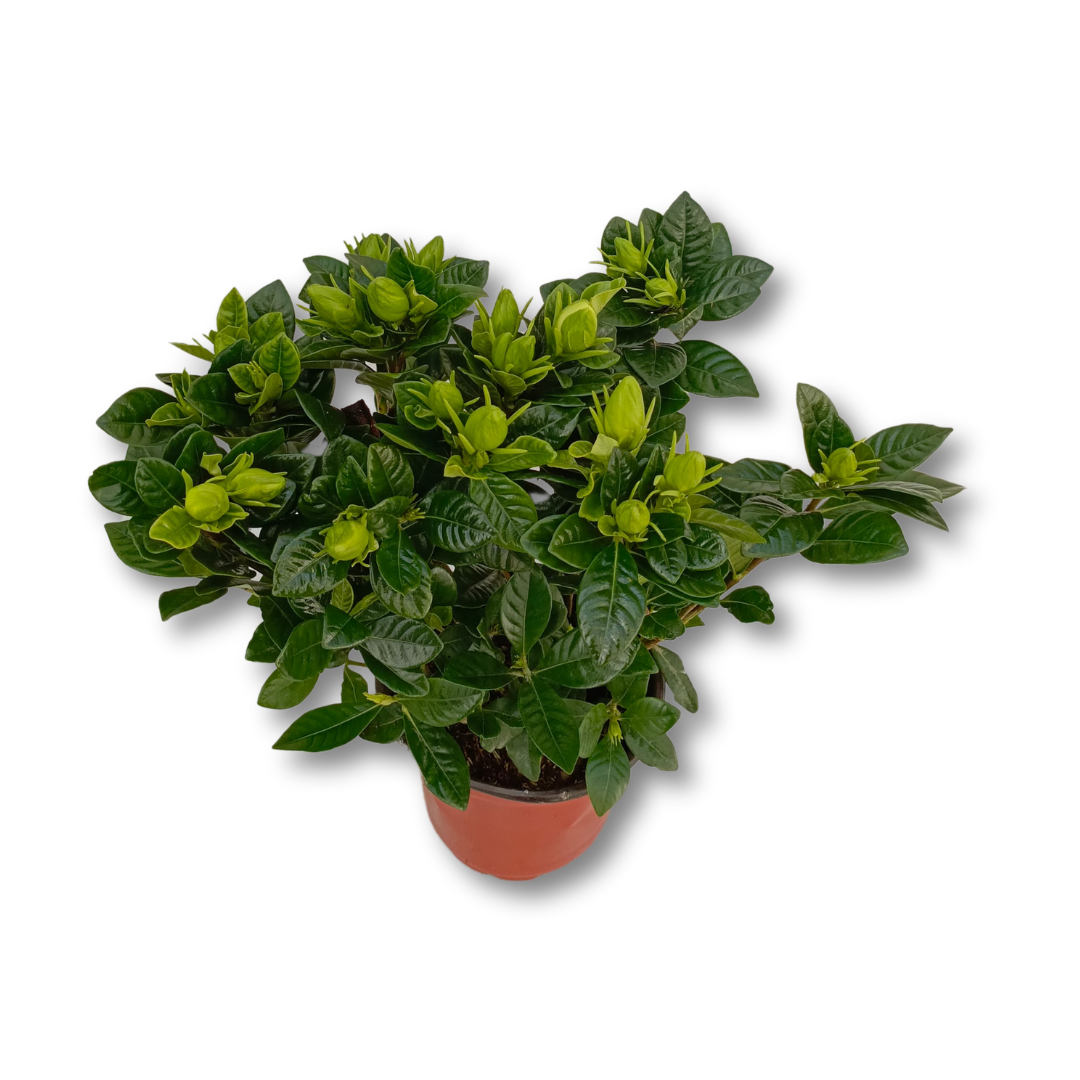 نبات الجاردينيا - Indoor Gardenia Plant