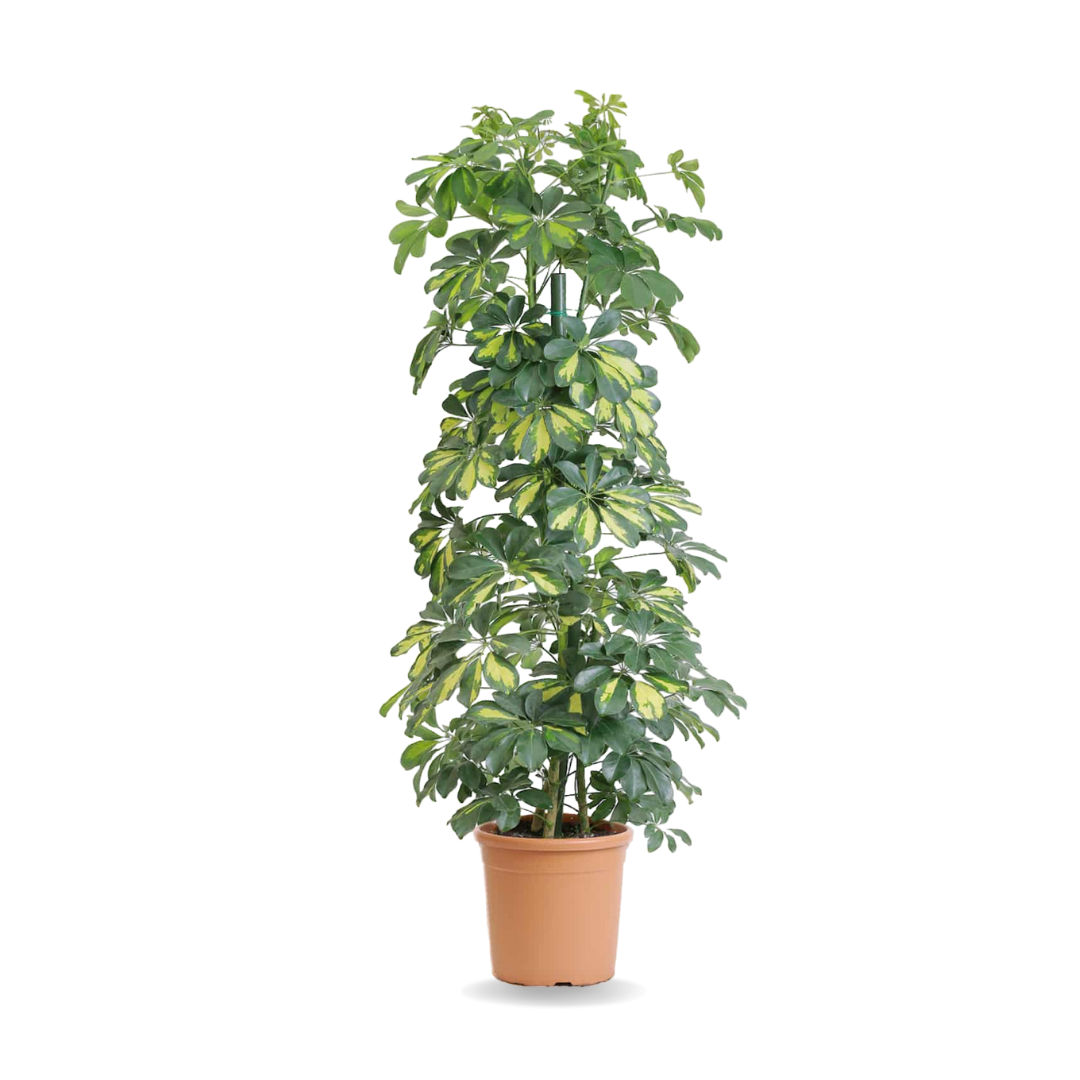 نبات شفليرا - Schefflera Plant
