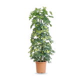 نبات شفليرا - Schefflera Plant