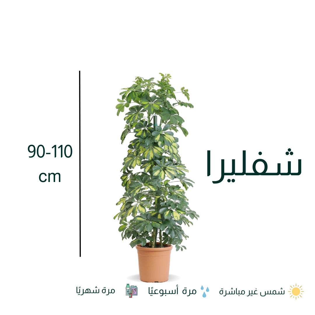 نبات شفليرا - Schefflera Plant