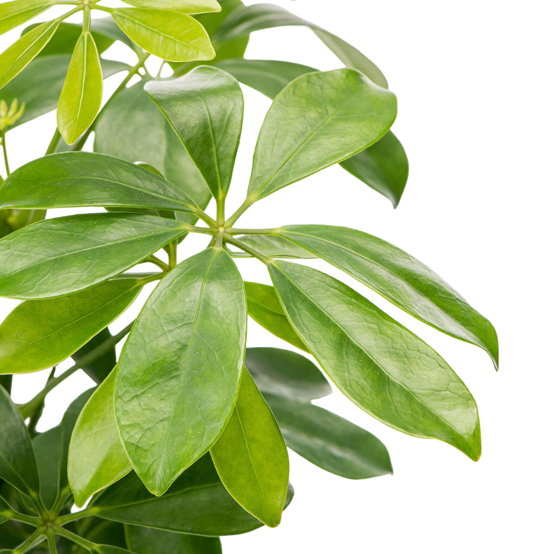 نبات شفليرا - Schefflera Plant