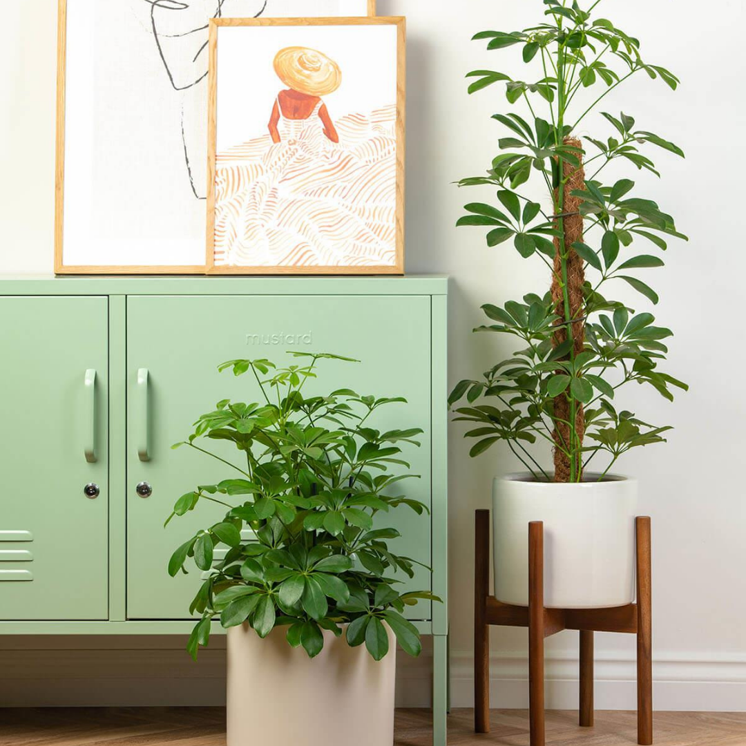 نبات شفليرا - Schefflera Plant