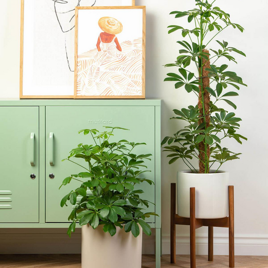 نبات شفليرا - Schefflera Plant